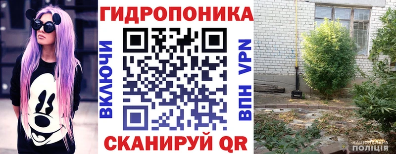 Бошки марихуана OG Kush Томари